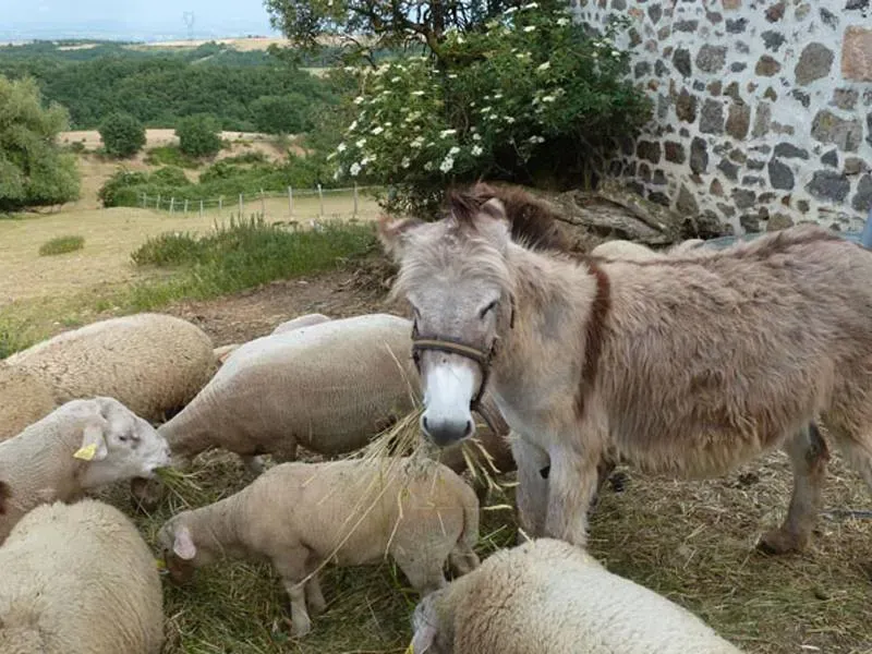 les animaux de la ferme